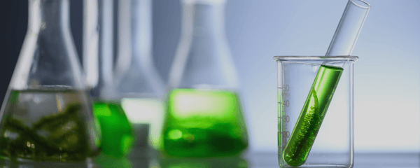 Tipos de algas en piscinas: cuáles son y por qué aparecen