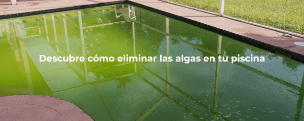Alga en piscina: ¿cómo se elimina?